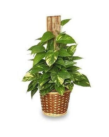 Pole Ivy Plant
