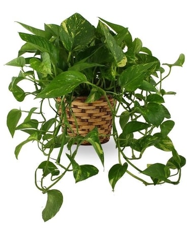Ivy Plant