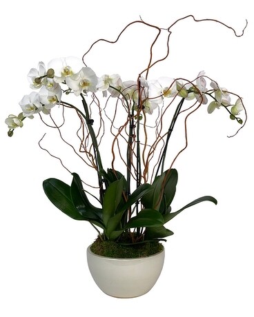 Deluxe White Orchid Garden Flower Arrangement