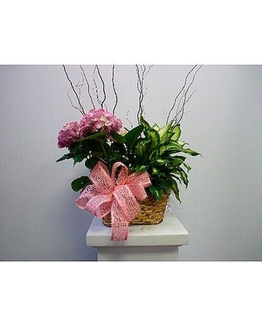 2 Plant Basket Plant