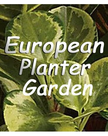 European Garden Dish Garden Plant