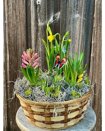 Spring Bulb Basket Plant