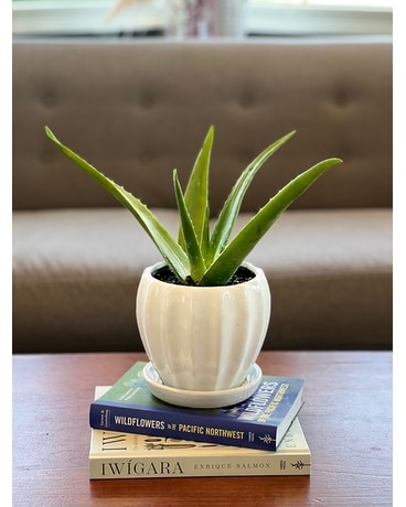 Aloe Plant Plant