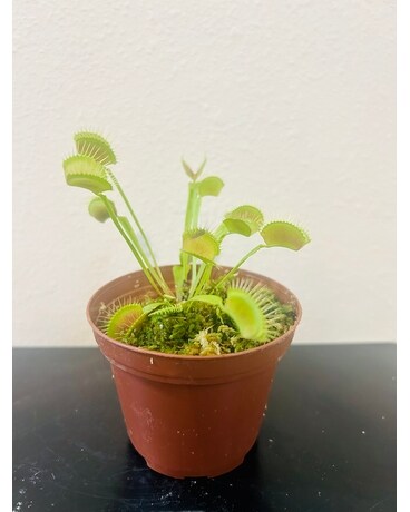 Venus Fly Trap Plant