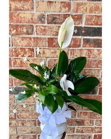 Mourning dove plant Plant