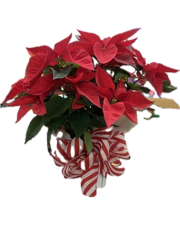 Poinsettias Plant