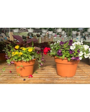 Outdoor Annual Patio Pot Flower Arrangement