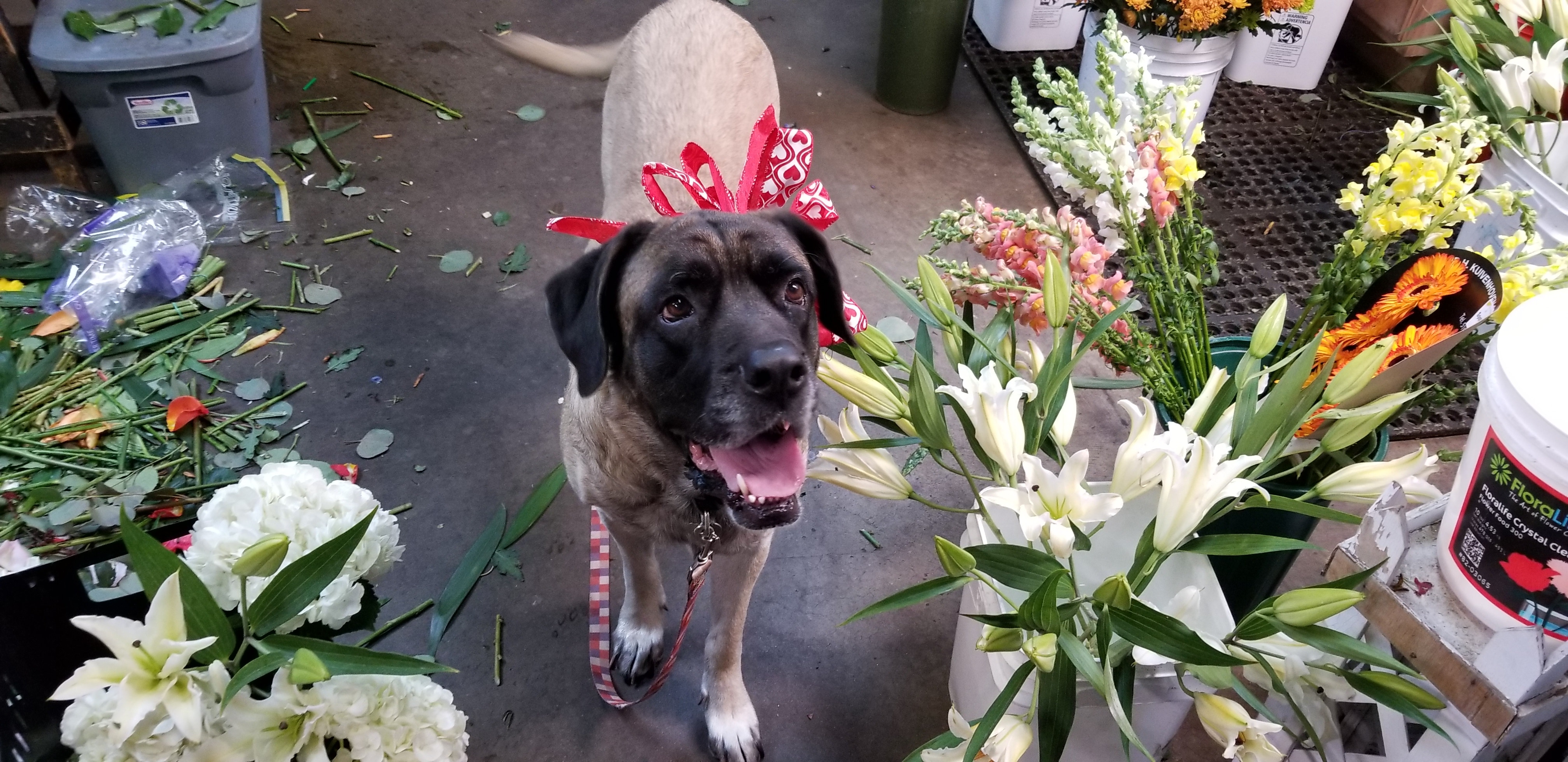 Parma Heights Florist Flower Delivery by Sunshine Flowers