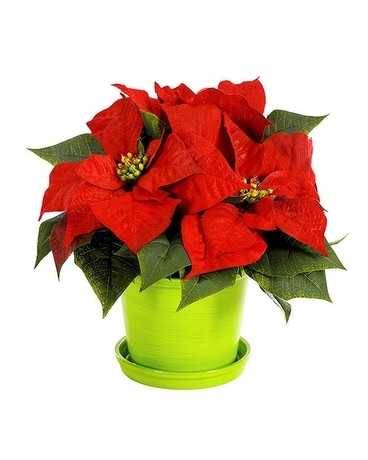 Admiring Poinsettia Flower Arrangement