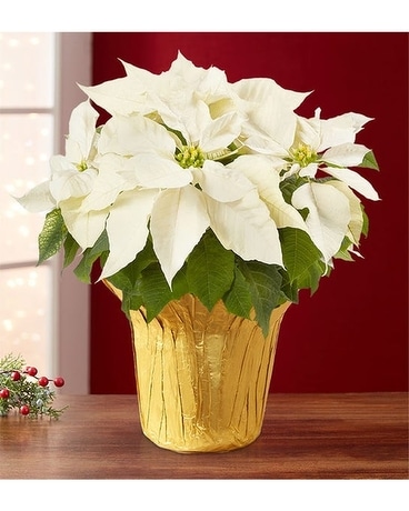 White Poinsettia Plant