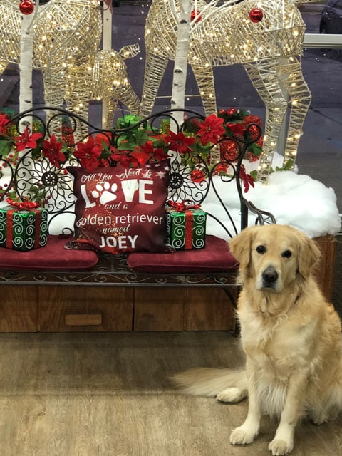 Joey
