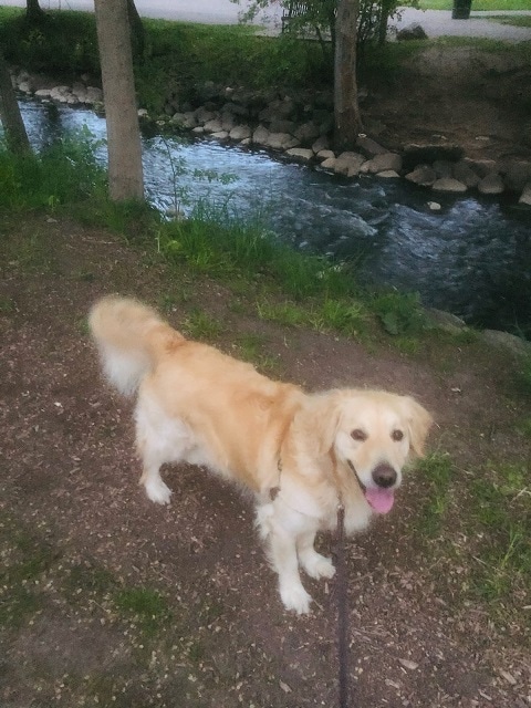 Joey