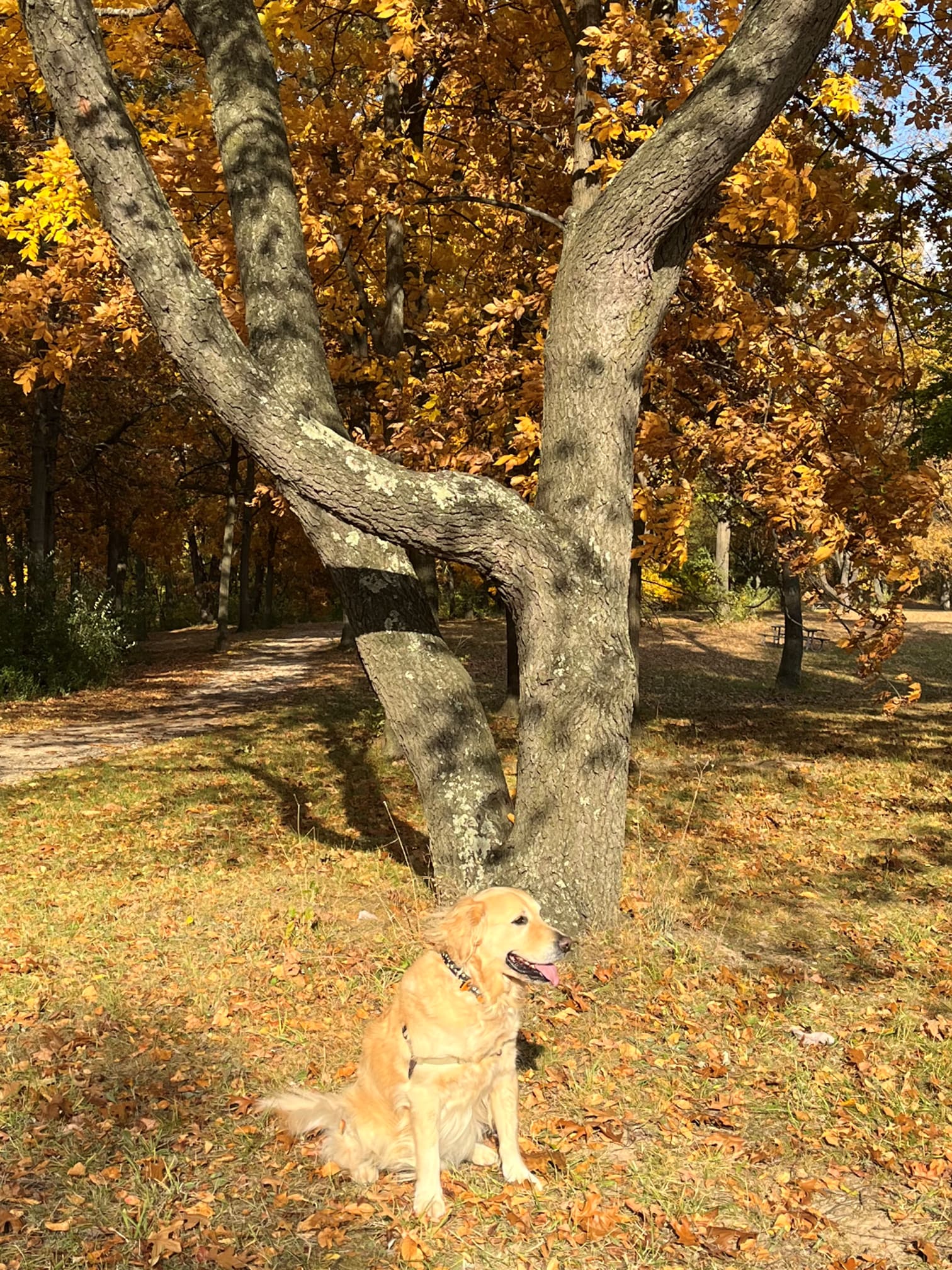 Joey