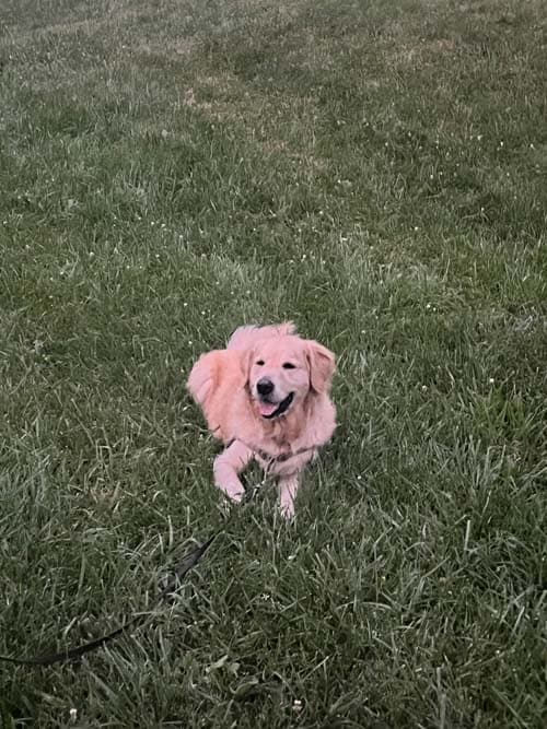 Joey