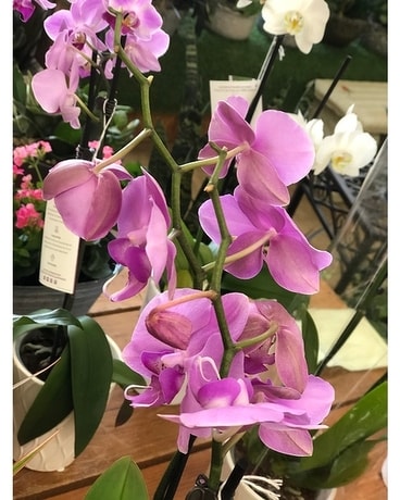 Custom Product Flower Arrangement