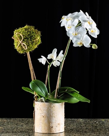 orchid Am002 Flower Arrangement