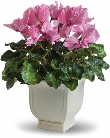 Sunny Cyclamen Flower Arrangement