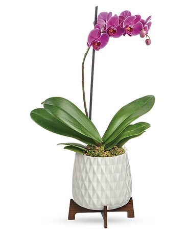 Architectural Orchid Plant Flower Arrangement