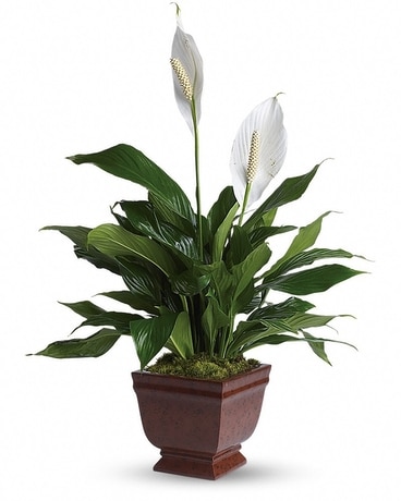 Lovely One Spathiphyllum Plant Flower Arrangement