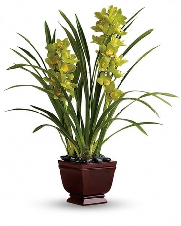 Splendid Orchids Flower Arrangement