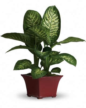 Delightful Dieffenbachia Flower Arrangement