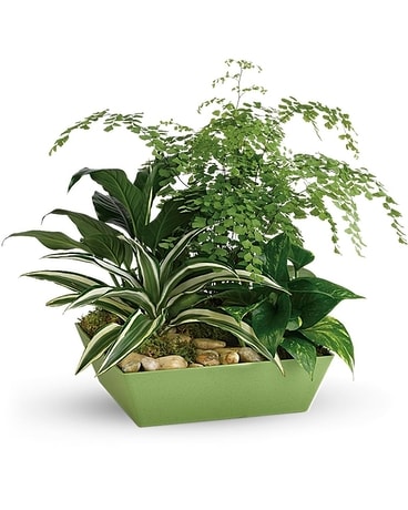 Forever Green Plant Garden Flower Arrangement