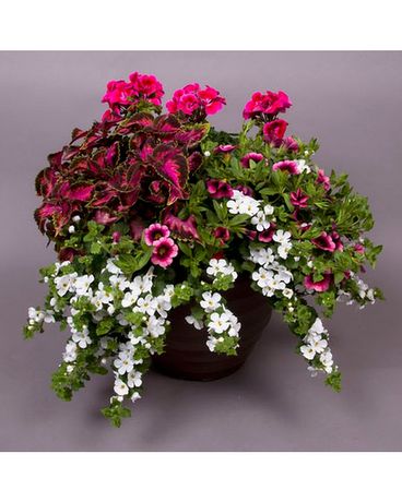 Outdoor Patio Pots