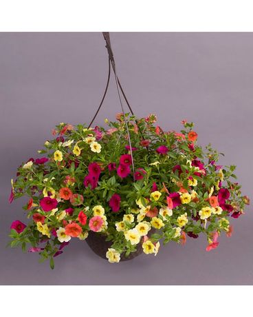 Outdoor Hanging Garden
