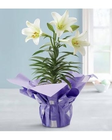 Easter Lily Plant