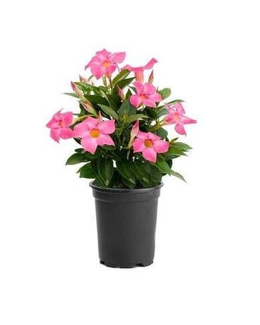 Dipladenia/Mandavilla Plant