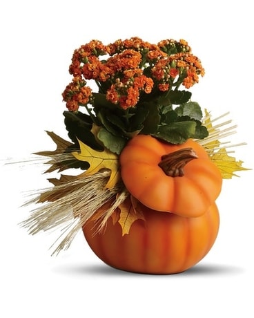 Harvest Pumpkin Plant