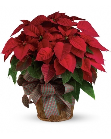 Poinsettia Plant Plant