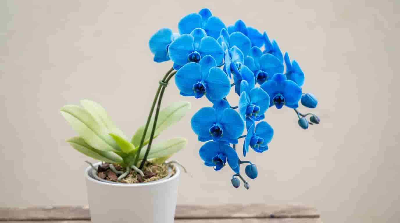 Join Our Floral Community: Inspiration and Expertise