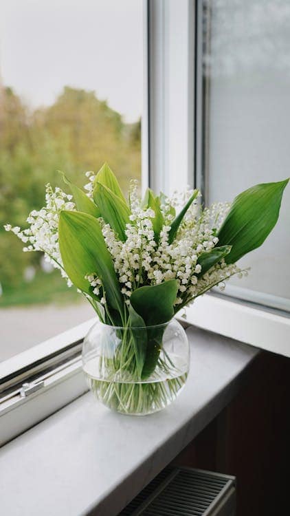 Lily of the Valley Flower | Ace Flowers Houston, Texas