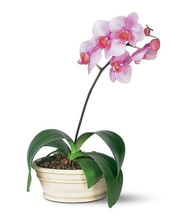 Lavender Phalaenopsis Orchid Flower Arrangement