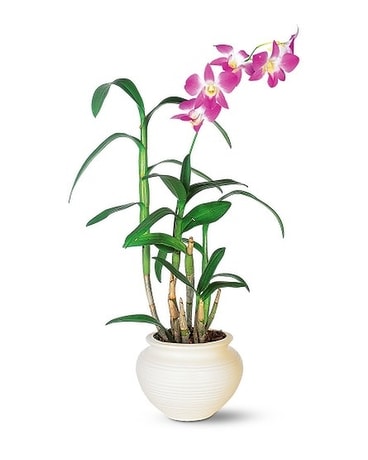 Dendrobium Orchid Flower Arrangement
