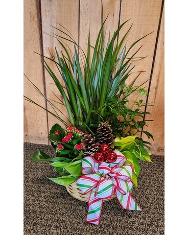 Christmas Cheer Planter Plant