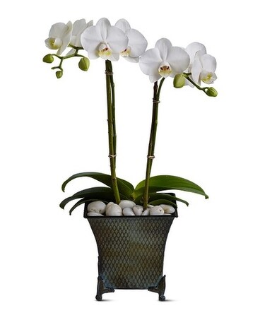 Dulce Duet Flower Arrangement