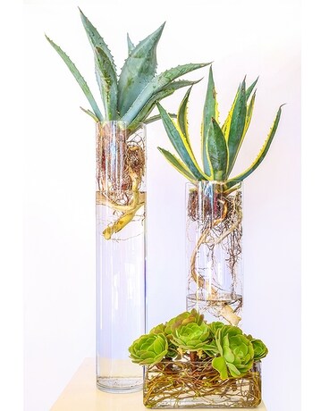 Succulent Trio Flower Arrangement