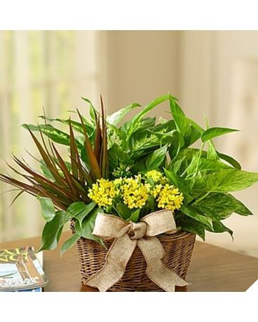European Dish Garden Flower Arrangement