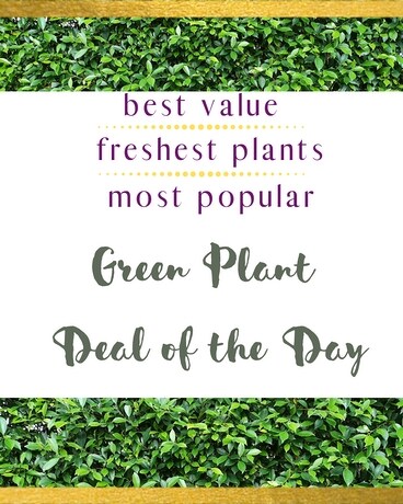 Green Plant Deal of the Day Flower Arrangement