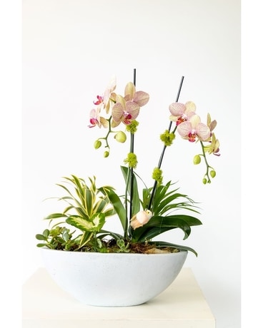 Nesting Orchid Garden Plant