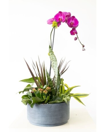 Sophistication Dish Garden Plant