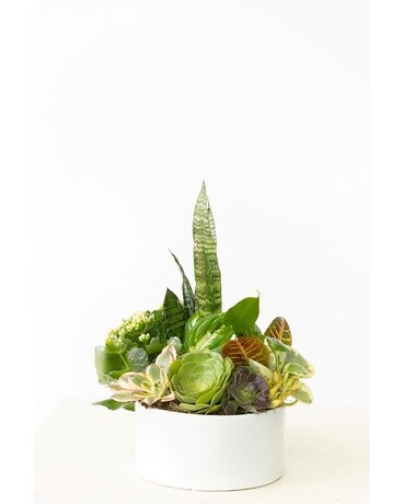 Sleek and Stylish Dish Garden