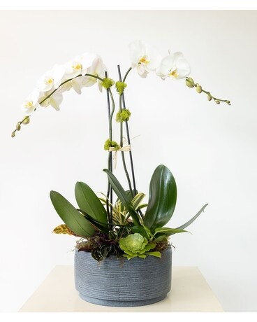 Double Up Garden Plant