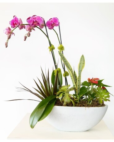 Dishing Up Orchids Plant