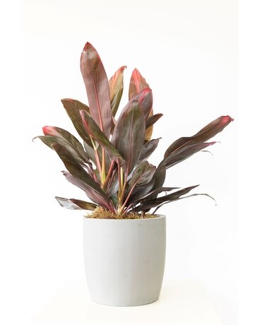 Bright & Cheery Plant Plant