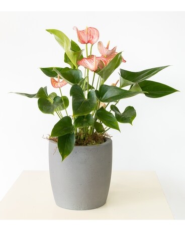 A Pick Me Up Plant