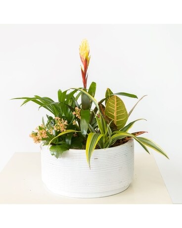 Hello Sunshine Plant