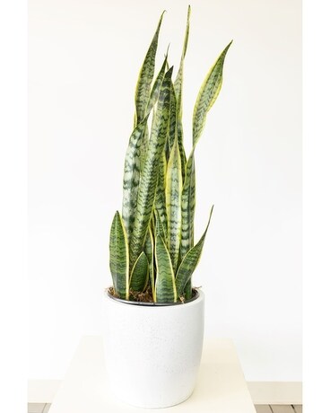 Standout Snake Plant